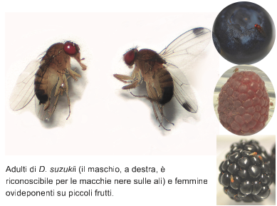 Adulti di D.suzukii