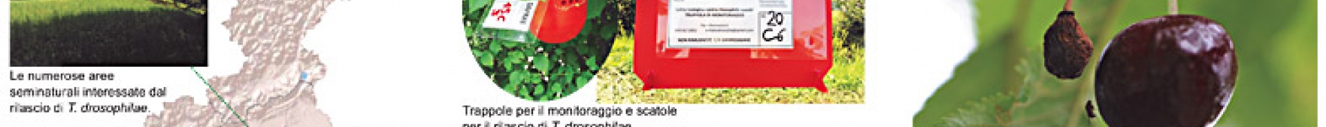 Lotta biologica a Drosophila suzukii