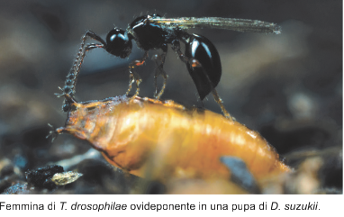 Femmina di T.drosophilae